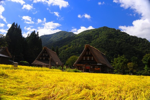 実る稲穂と世界遺産｢五箇山｣　富山の旅行は西部トラベルへ