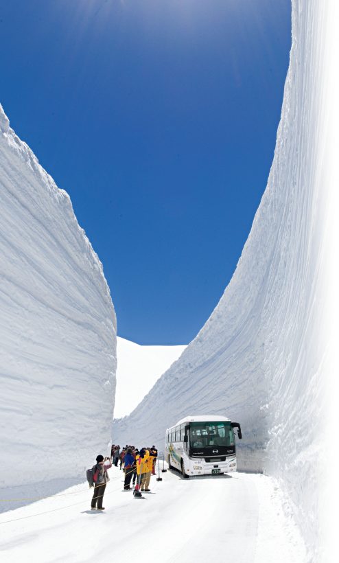 ナチュラリストと行く★雪の大谷直行バスツアー2024