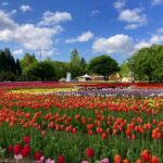 となみチューリップフェア(大花壇)