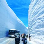立山雪の大谷直行バスツアー