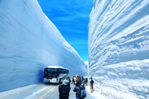 ナチュラリストと行く！立山雪の大谷直行バスツアー