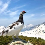 雷鳥　立山雪の大谷直行バスツアー